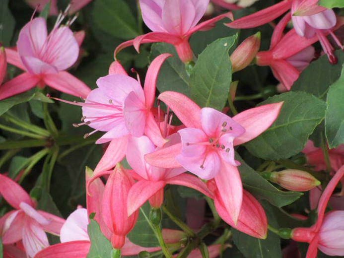 Fuchsia Rose Fantasia, Hardy Fuchsia Rose Fantasia, Flowering Shrub, Pink Flowers